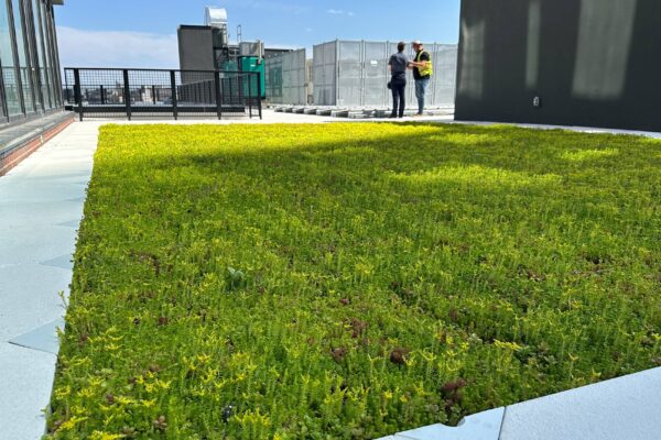 Siplast ParaGREEN Extensive layered vegetative roof